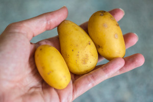 German Potato Salad