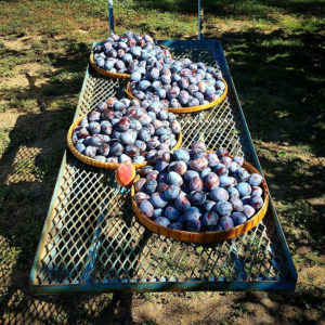 Quick Plum Streusel Cake by the Kitchen Maus